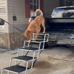 Why You Should Choose DeerGym Non-slip Dog Stairs