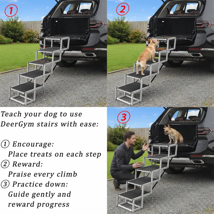 Dog training guide showing how to teach your pet to use DeerGym folding dog stairs safely with treats and positive reinforcement.